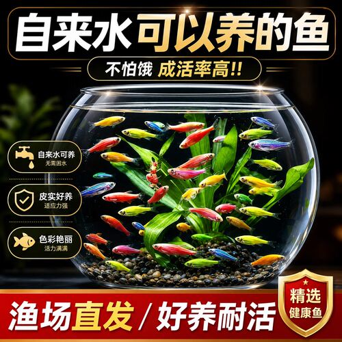 新手入门好养群游斑马鱼活体