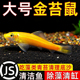 金苔鼠热带观赏鱼清道夫鼠鱼鱼缸除藻鱼清洁鱼活体工具鱼吃垃圾鱼