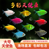 天使鱼观赏鱼活鱼大号群游活体斑马孔雀热带鱼小型鱼淡水好养耐活