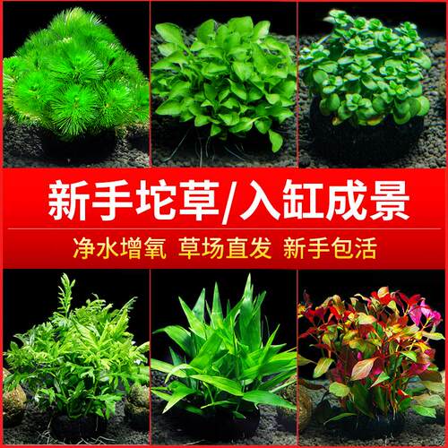 虎耳大坨草缸造景水草场直发