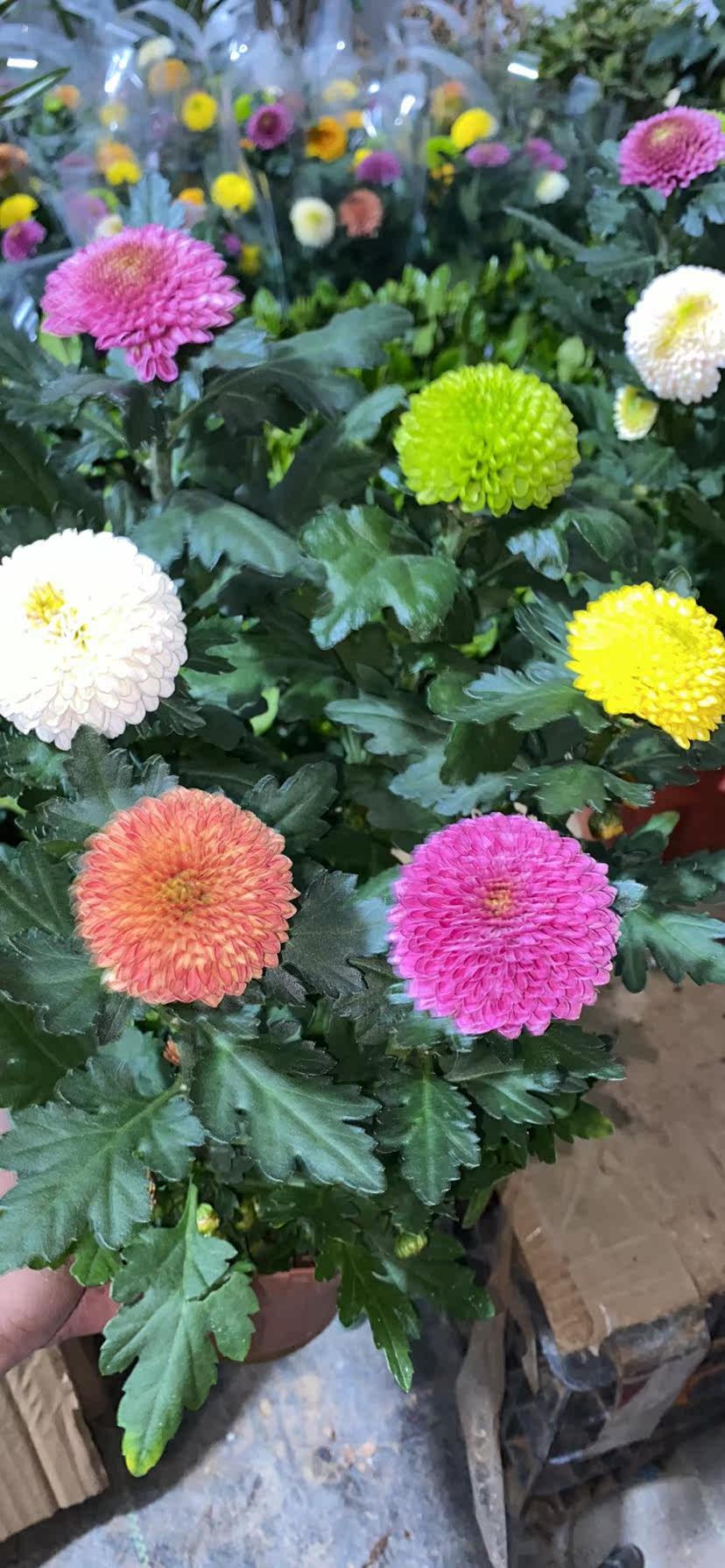 多色乒乓菊花