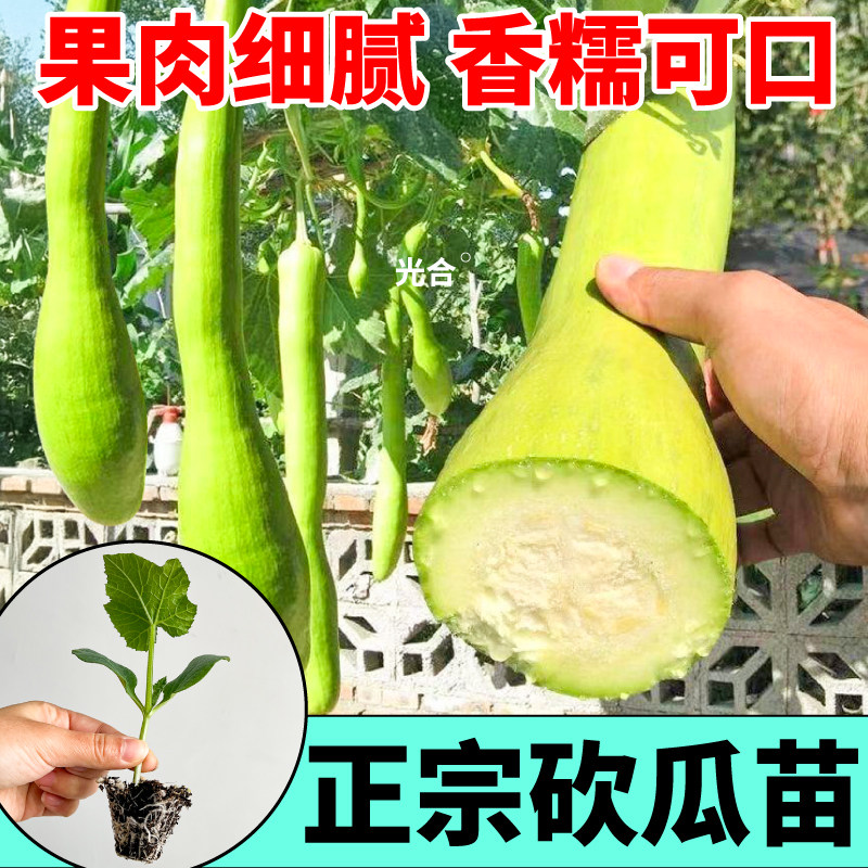 高产软糯砍瓜秧苗种子绿贝贝黄白贝贝板栗南瓜阳台盆栽庭院种植苗