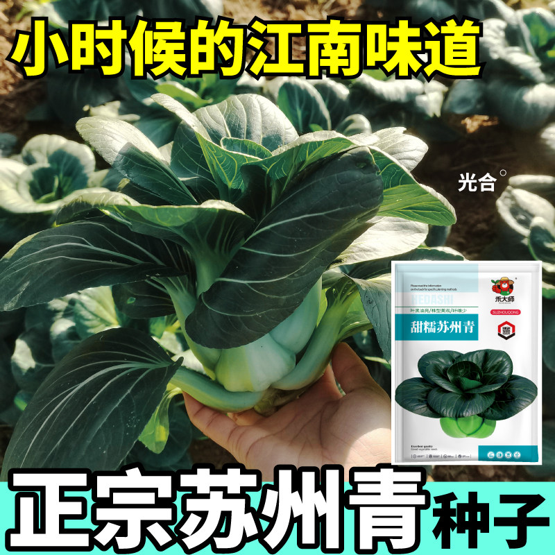 正宗苏州青种子耐寒油亮黑叶矮脚苏州青白菜软糯无筋阳台蔬菜种籽