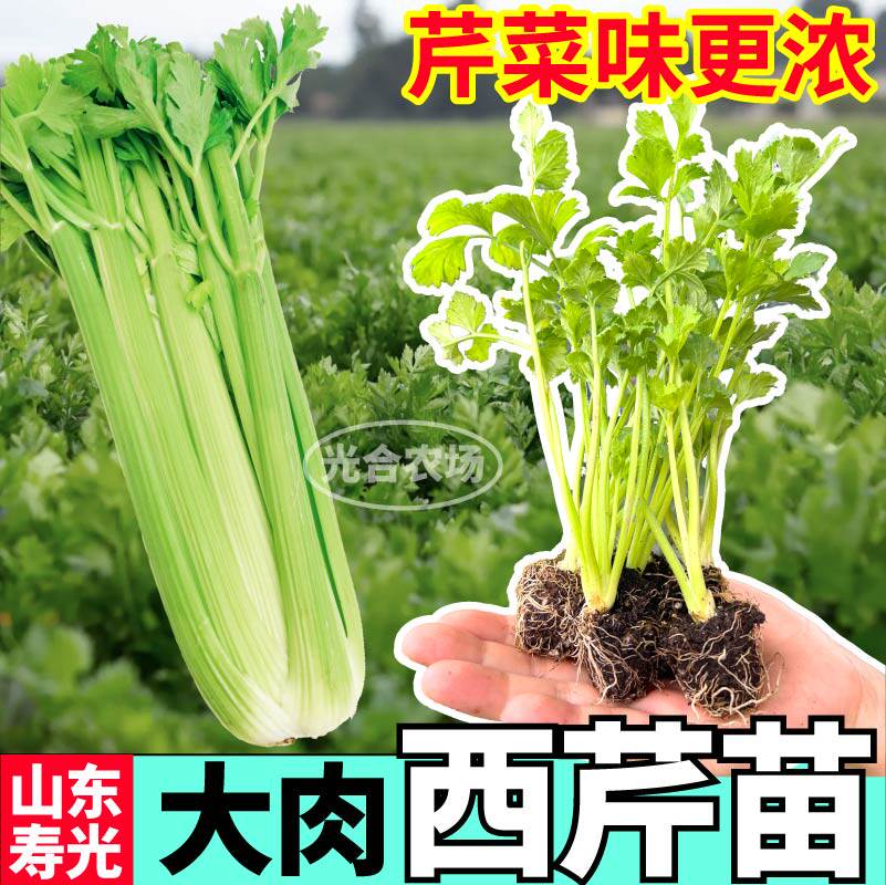 高产皇后西芹苗秧幼苗四季香芹红香芹种子阳台盆栽芹菜味更浓庭院