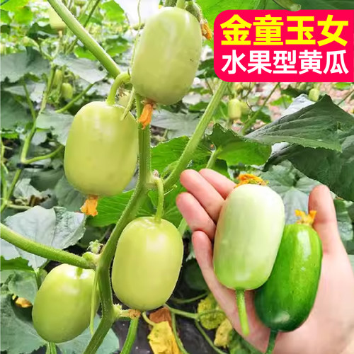 寿光正品原装金童玉女拇指黄瓜种子小院四季盆栽高产清脆水果黄瓜