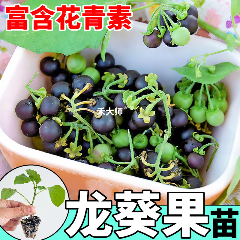 正宗黑悠悠高产酸甜龙葵苗秧黑天天烟悠野果白花菜四季阳台盆栽