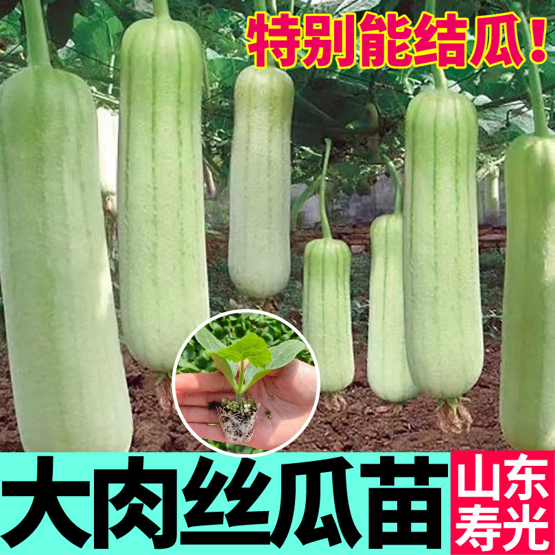 肉厚好吃短棒大肉丝瓜秧苗耐热高产四季中绿长鲜花八角棱丝瓜种子
