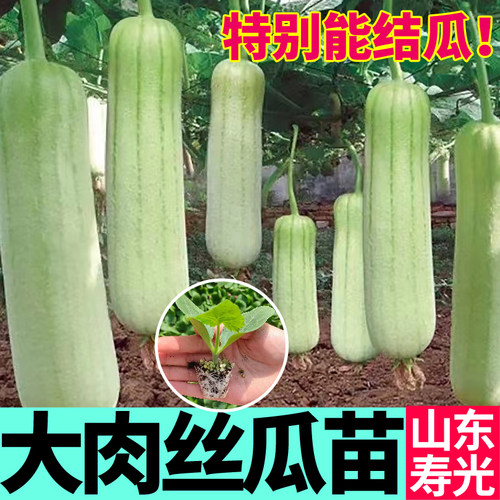肉厚好吃短棒大肉丝瓜秧苗耐热高产四季中绿长鲜花八角棱丝瓜种子