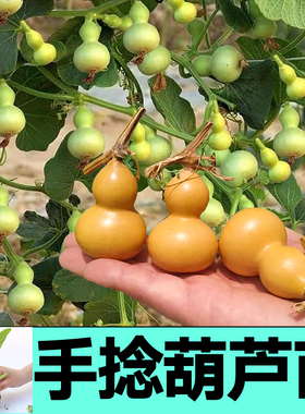 手捻迷你小葫芦秧苗带土球各种葫芦大小亚腰葫芦种子阳台庭院盆栽