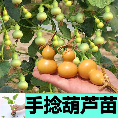 手捻迷你小葫芦秧苗带土球各种葫芦大小亚腰葫芦种子阳台庭院盆栽