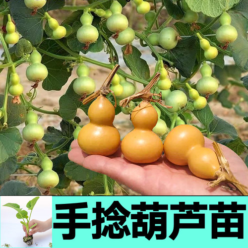手捻迷你小葫芦秧苗带土球各种葫芦大小亚腰葫芦种子阳台庭院盆栽