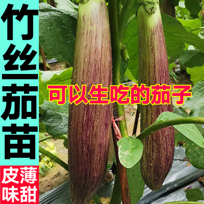 竹丝茄秧苗幼苗四季皮薄蔬菜苗淡紫条纹长茄种子烧烤茄盆栽大田