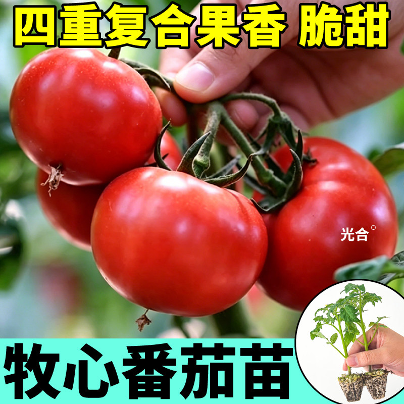 寿光牧心番茄苗秧大西红柿种子