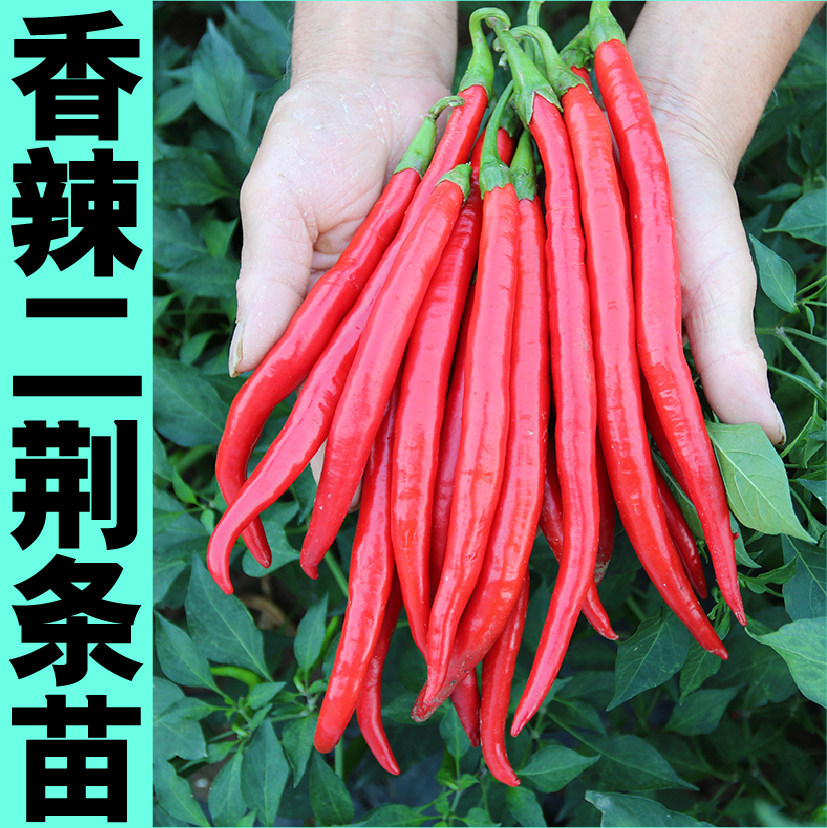 寿光香辣二荆条苗秧高产线椒杭椒辣椒种子籽春四季阳台盆栽蔬菜苗