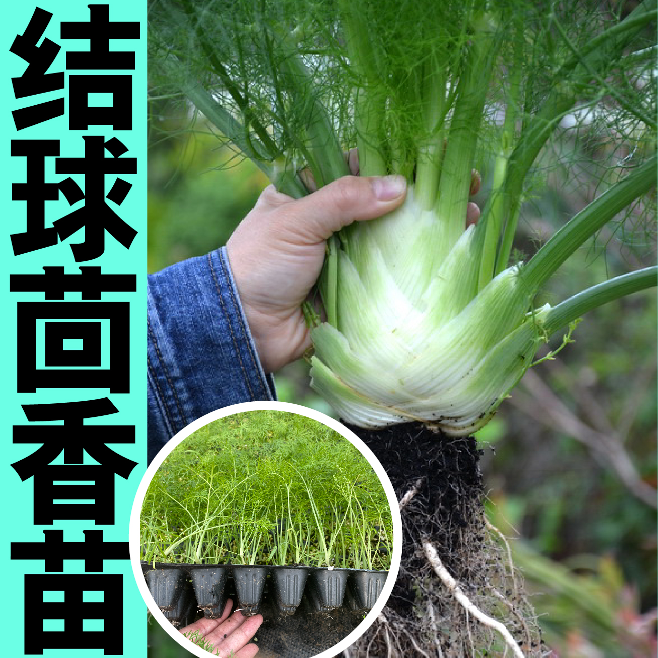 球茎割茬茴香秧苗结球茴香种子食用蔬菜春秋四季盆栽大田蔬菜种苗 鲜花速递/花卉仿真/绿植园艺 种苗/半成品盆栽 原图主图