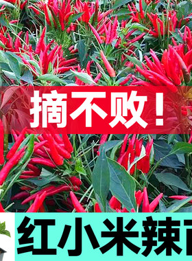 寿光高产簇生红小米辣椒苗秧带土球朝天白小米美人魔鬼椒种籽四季