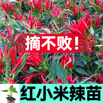 寿光高产簇生红小米辣椒苗秧带土球朝天白小米美人魔鬼椒种籽四季