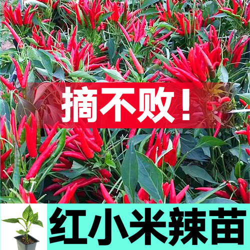 寿光高产簇生红小米辣椒苗秧带土球朝天白小米美人魔鬼椒种籽四季