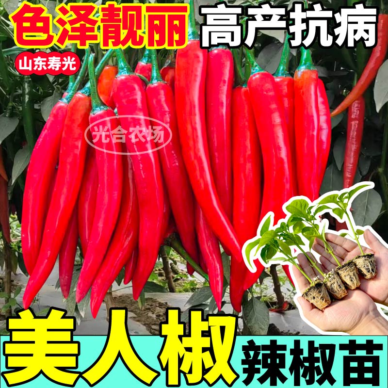 高产香辣美人椒苗秧春秋盆栽辣椒树朝天辣妹子海椒小米辣椒种子籽