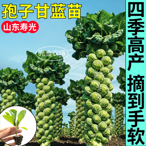 孢子甘蓝苗秧四季高产迷你小抱子甘蓝种子耐寒寿光蔬菜苗阳台庭院