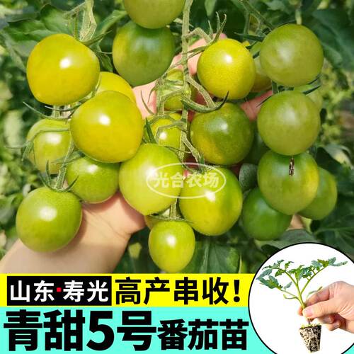 高产青甜5号番茄苗秧小绿宝石番茄圣女果种子四季阳台盆栽金玲珑