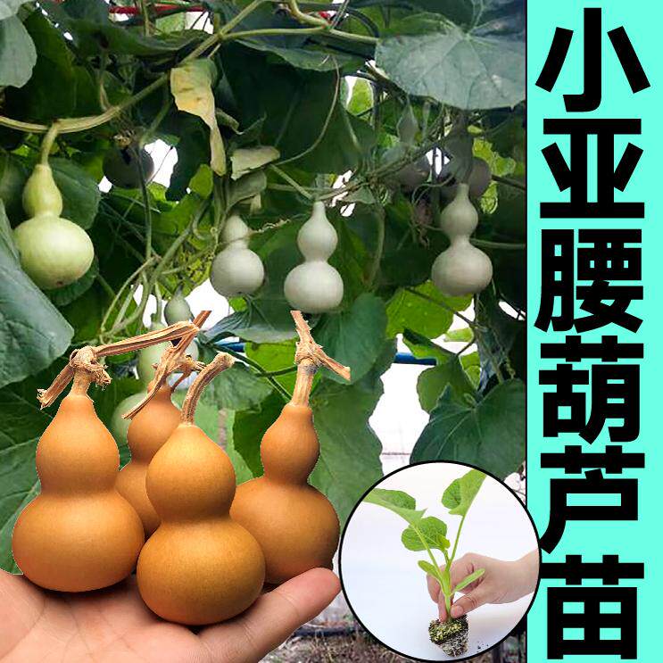 大小亚腰葫芦秧苗带土球特小文玩手捻酒葫芦种子阳台庭院盆栽高产