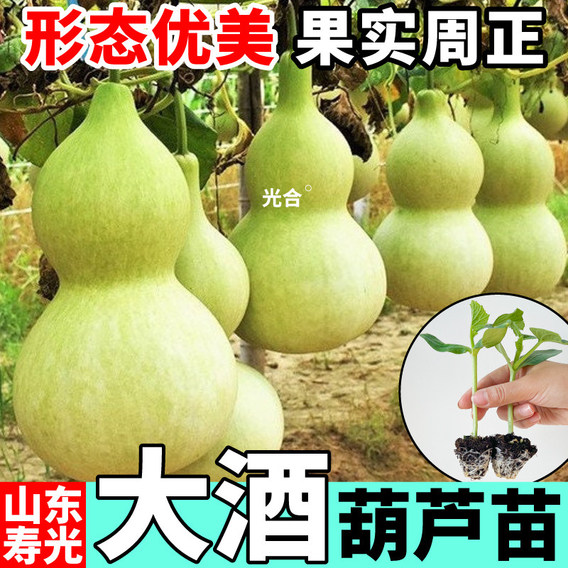 寿光直发大酒葫芦苗秧带土球四季爬藤观赏文玩手捻小亚腰葫芦种子