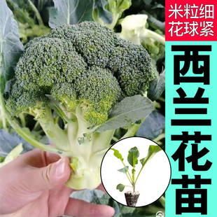 寿光小米粒西兰花苗秧带土球松花菜花椰菜青花菜种子四季盆栽高产