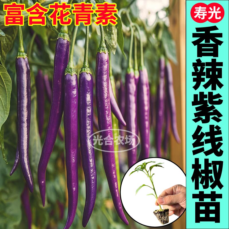 寿光紫线椒苗秧四季高产量紫辣椒种子春秋播种阳台庭院蔬菜辣椒苗