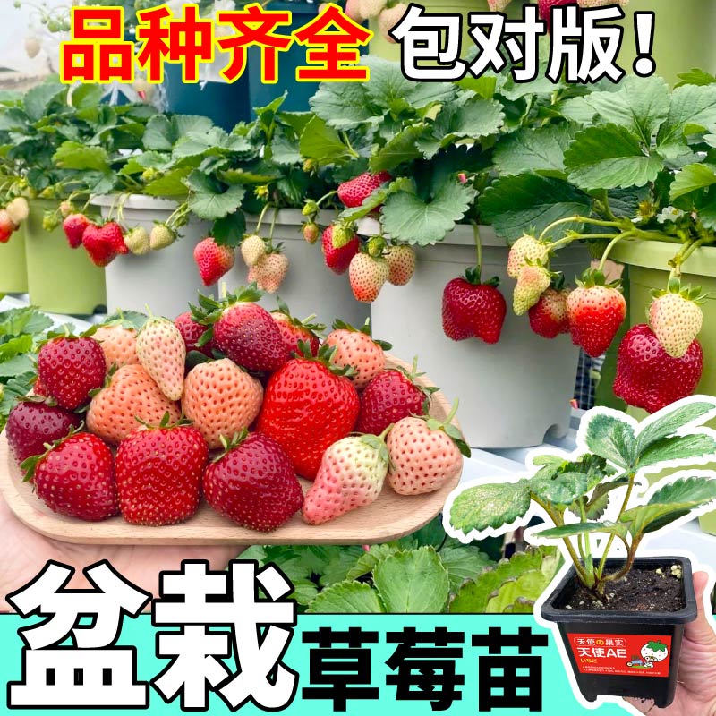 寿光四季盆栽草莓苗原土原盆大果黑果真红美玲红颜章姬香甜易种植