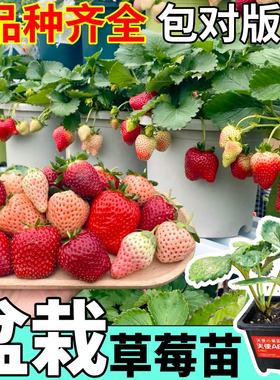 寿光四季盆栽草莓苗原土原盆大果黑果真红美玲红颜章姬香甜易种植