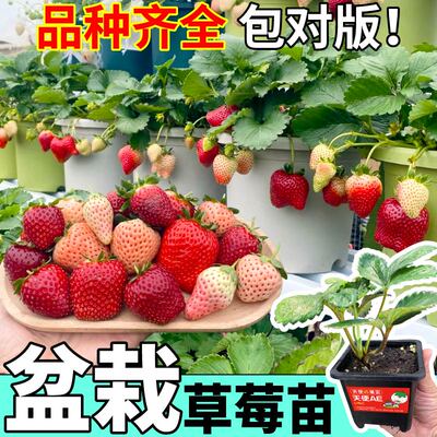 寿光四季盆栽草莓苗原土原盆大果黑果真红美玲红颜章姬香甜易种植