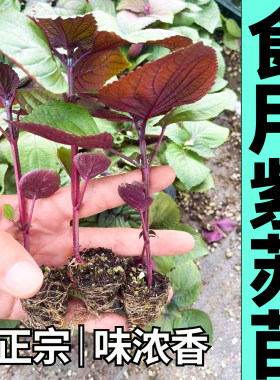 寿光正宗双色紫苏苗秧味浓带土球传统绿苏子种子四季阳台盆栽蔬菜