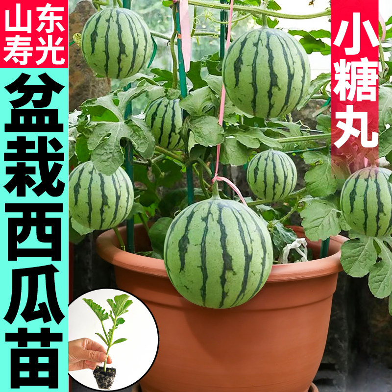 盆栽西瓜苗秧薄皮蜂蜜小西瓜种子四季超甜红瓤黄瓤阳台小院种植