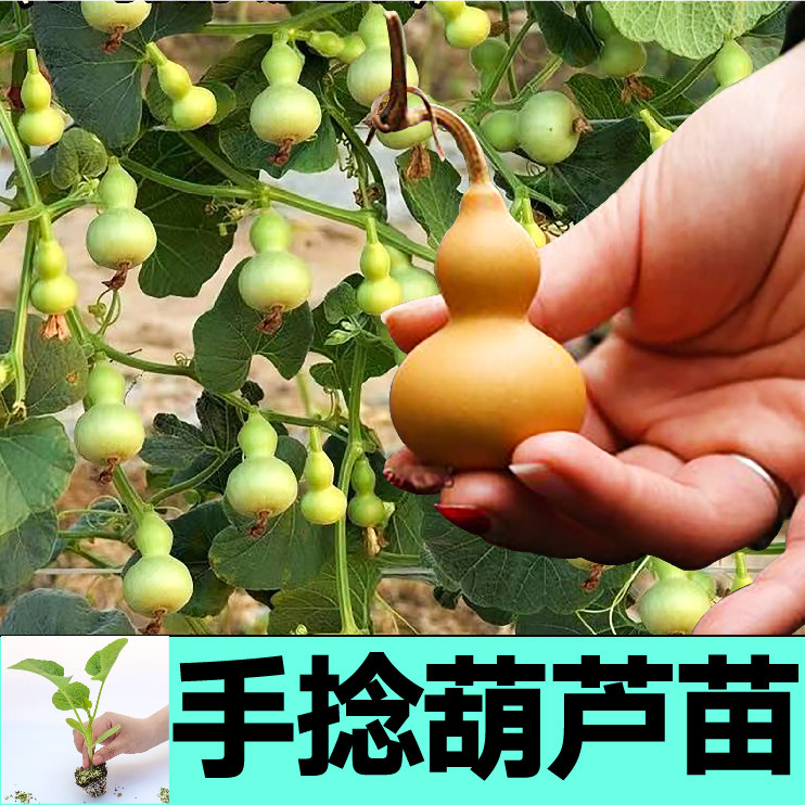山东寿光迷你文玩手捻小葫芦秧苗带土球大小亚腰大酒葫芦种子四季