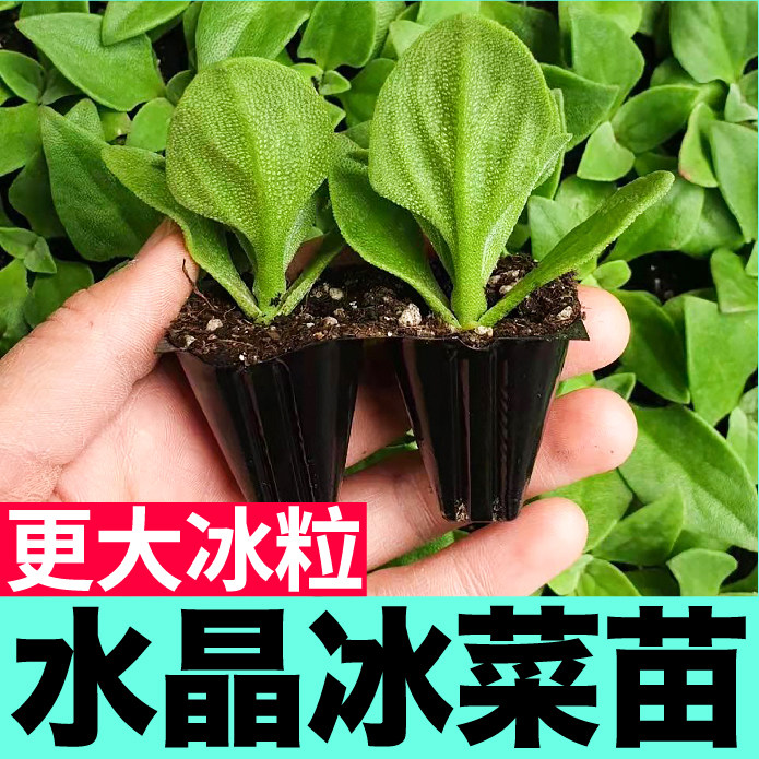 更大冰粒大叶水晶冰菜苗秧自带盐味穴盘苗种子高产四季多茬采收