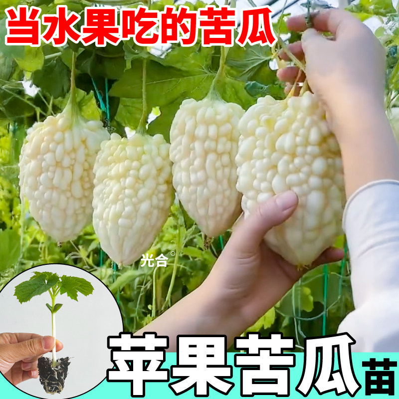 寿光苹果苦瓜苗秧脆嫩水果苦瓜种子四季绿剑小癞瓜苗盆栽校园爬藤