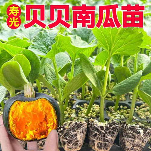寿光高产板栗味真贝贝南瓜秧苗带土球苗场直发四季蜜本南瓜种子