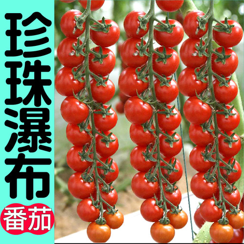 高产珍珠瀑布番茄苗秧春秋四季阳台盆栽樱桃西红柿圣女果种子庭院