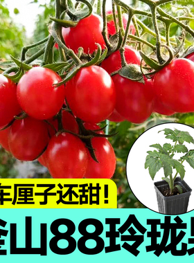 超甜正宗釜山88番茄苗秧带土球红樱桃西红柿圣女果种子阳台盆栽苗