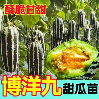 寿光甜脆博洋九甜瓜苗秧带土发货高产抗病羊角蜜绿宝石甜瓜种子