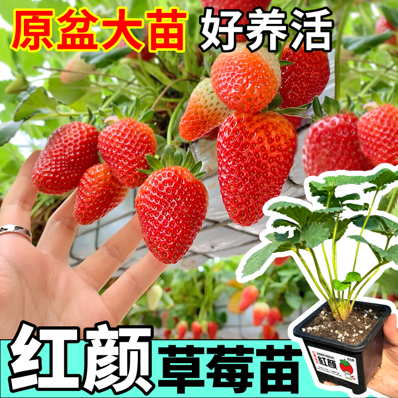 香甜四季奶油草莓红颜丹东99草莓苗秧带土带盆当年结果高产红草莓