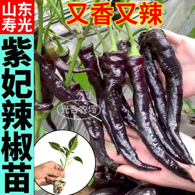 高产紫妃辣椒苗秧紫螺丝椒黑美人绿陇椒种子四季阳台朝天椒辣椒