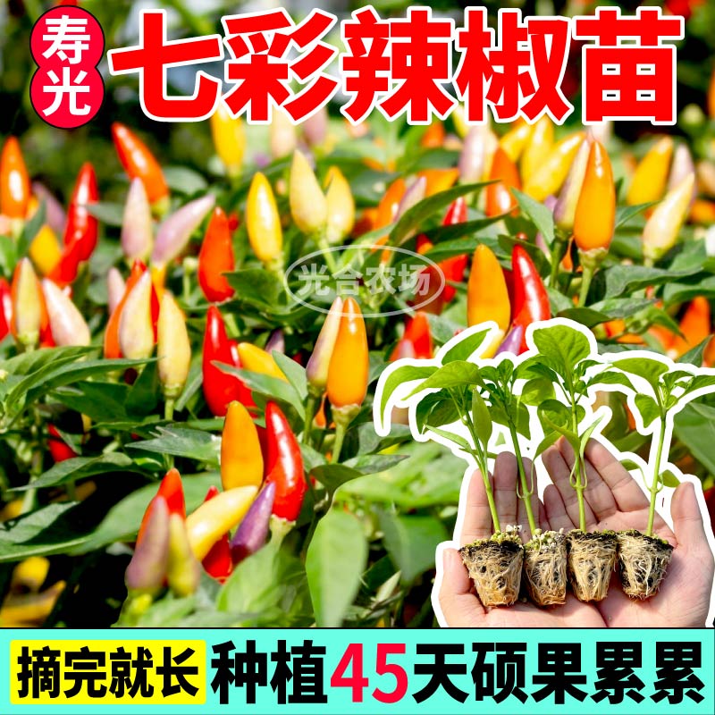 观赏食用七彩辣椒苗秧带土球高产五彩朝天椒种子春秋四季盆栽寿光