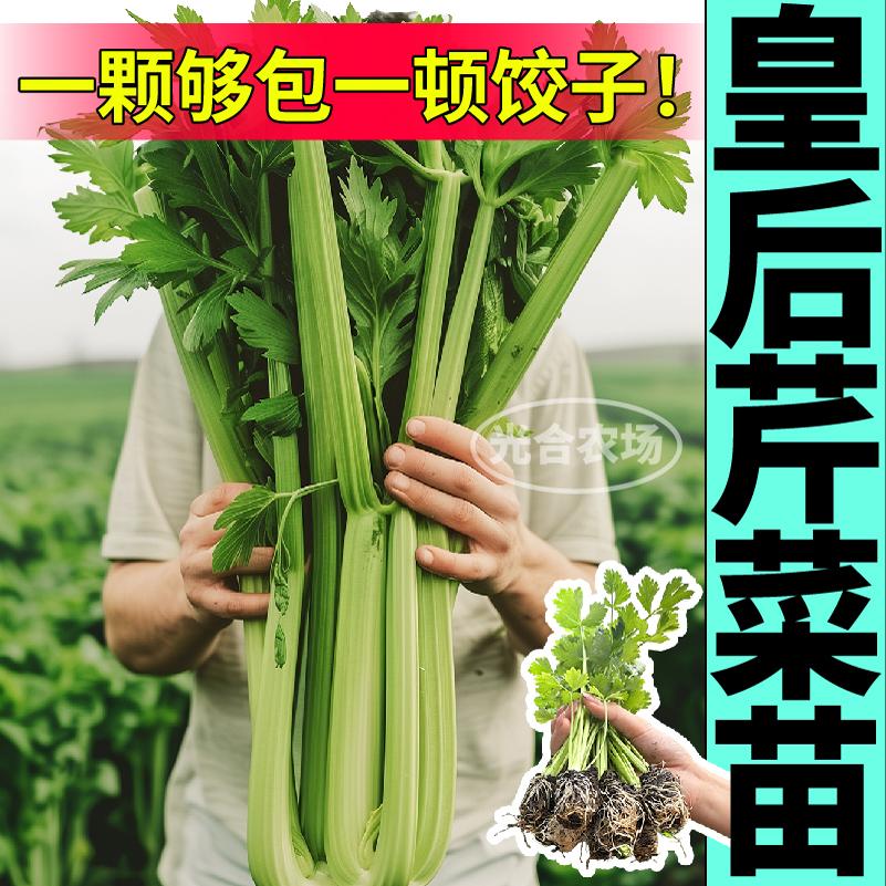芹菜味更浓皇后大西芹秧苗幼苗高产四季小香芹红香芹种子阳台盆栽