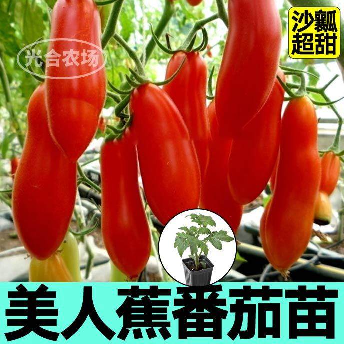 沙瓤美人蕉番茄苗秧带土球红千禧粉贝贝圣女果西红柿种子四季阳台