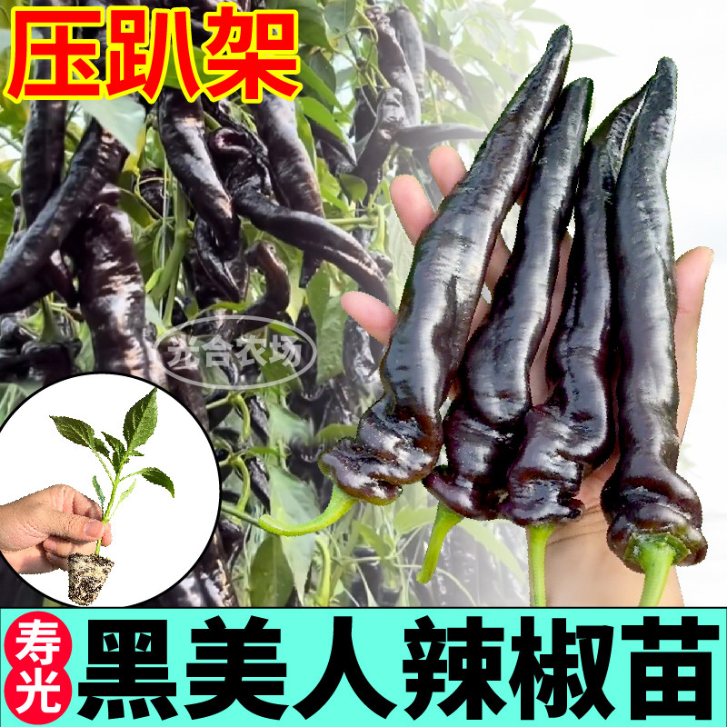 压趴架黑美人辣椒苗秧苗四季高产香辣黑紫螺丝椒种子朝天魔鬼线椒