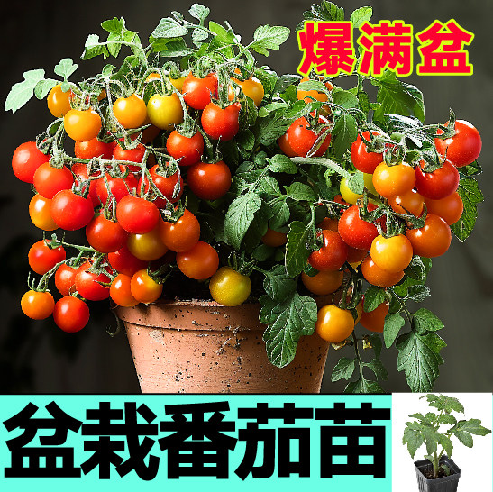 寿光矮生盆栽番茄苗带土球樱桃小西红柿阳台小院四季春秋高产种子