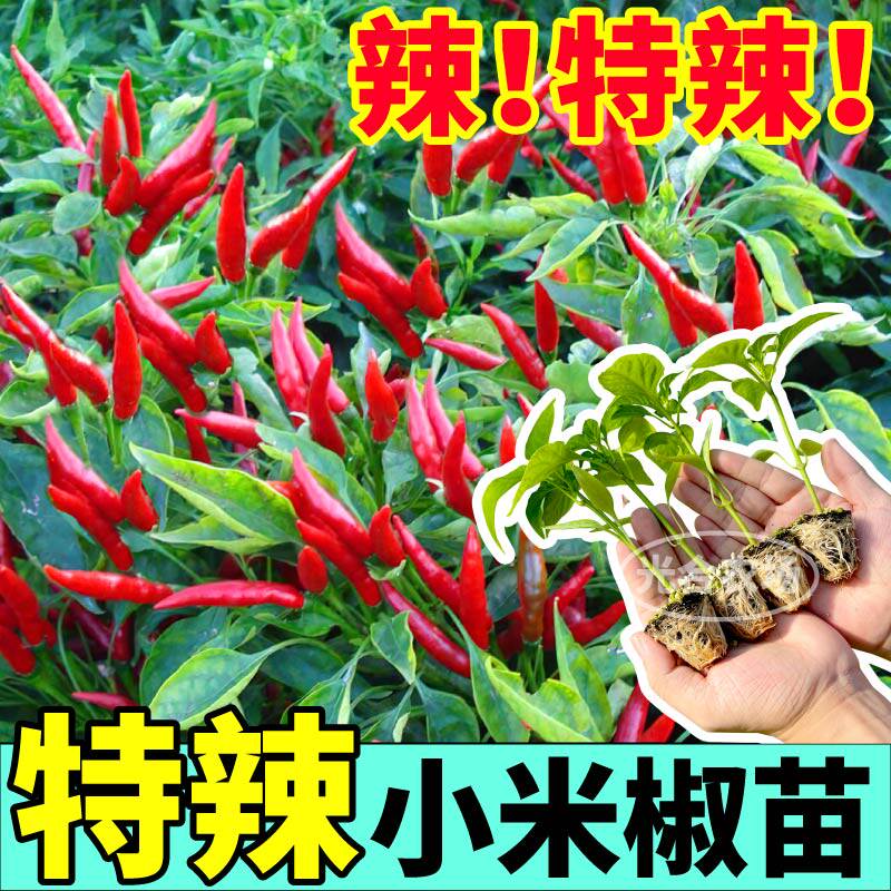 山东寿光特辣红小米辣苗秧苗带土球簇生白玉小米辣种子朝天椒盆栽
