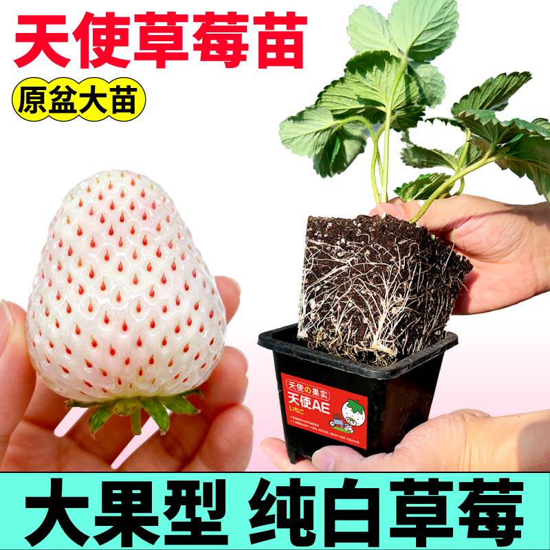 盆栽草莓苗天使AE草莓苗秧超甜浓香红颜章姬红白黑果草莓阳台小院